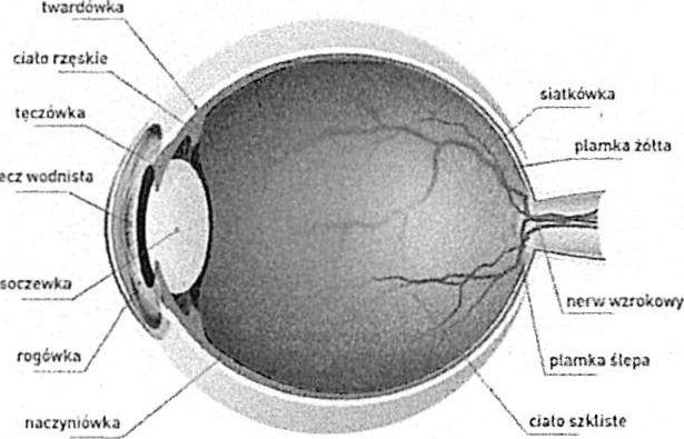 Cykloplegia dziecięca